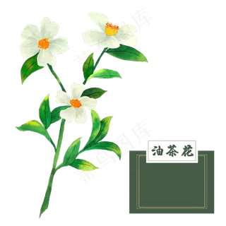 花类中草药油茶花水彩