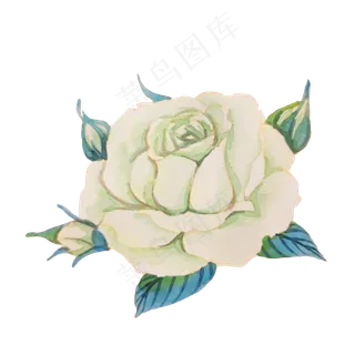 白色花朵玫瑰蔷薇