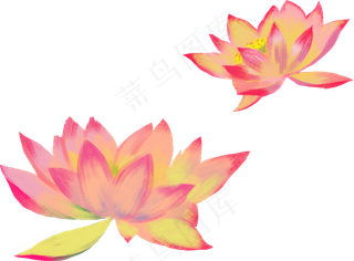 荷花免扣png