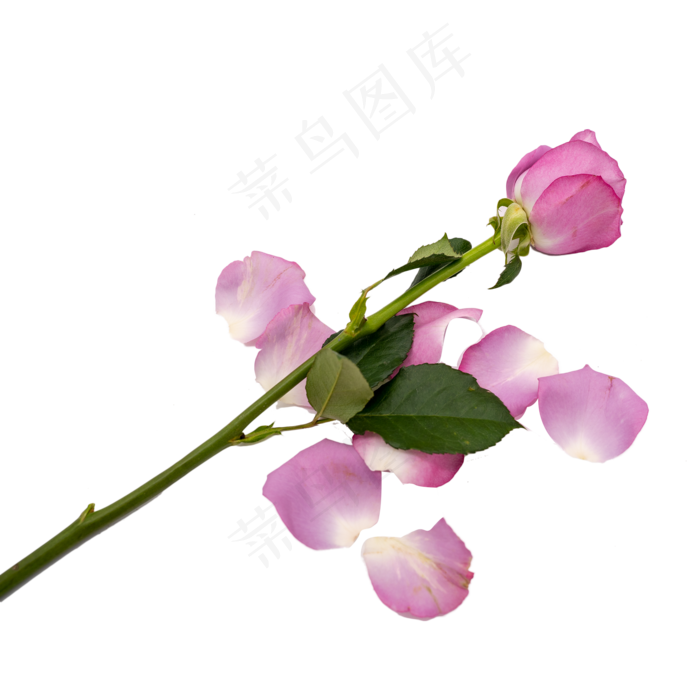 紫色玫瑰花和花瓣(2000*2000px 300 dpi )