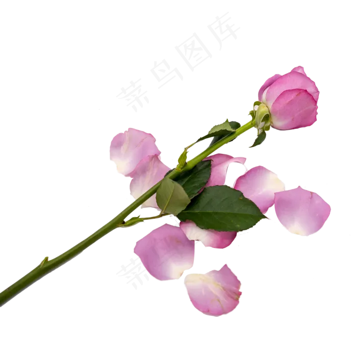 紫色玫瑰花和花瓣(2000*2000px 300 dpi )