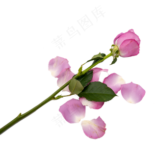 紫色玫瑰花和花瓣