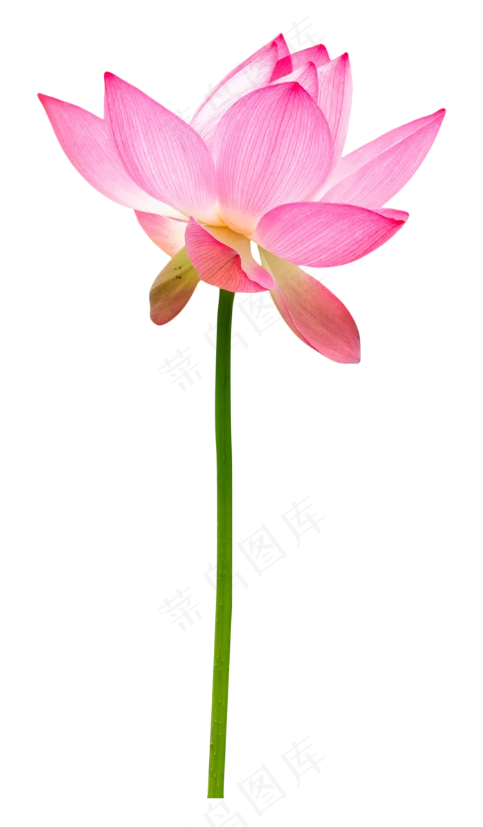 绽放鲜花荷花(2000*3425px 300 dpi )