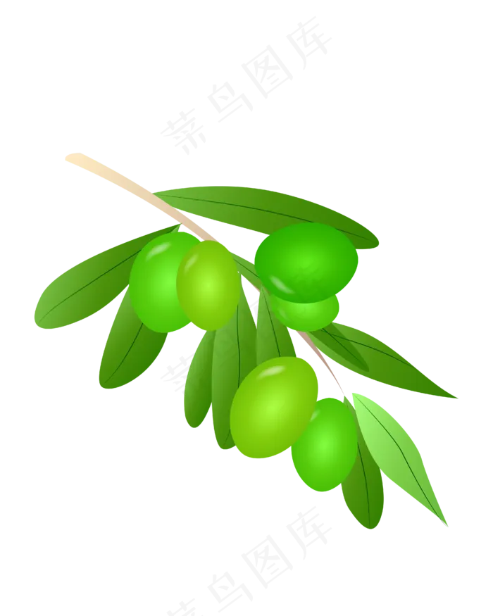 绿色的橄榄(2000X2000(DPI:300))ai矢量模版下载