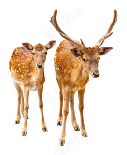 野生动物公母鹿,免抠元素