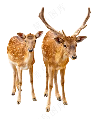野生动物公母鹿,免抠元素