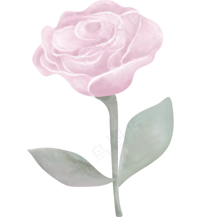 典雅手绘玫红色玫瑰花(2000X2000(DPI:300))psd模版下载