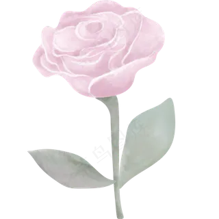 典雅手绘玫红色玫瑰花