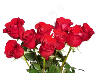 情人节红玫瑰