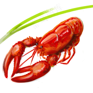 香喷喷的清蒸大龙虾,免抠元素