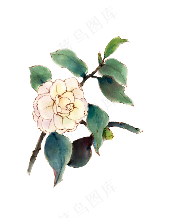 手绘白色山茶花(2000X2500(DPI:300))psd模版下载