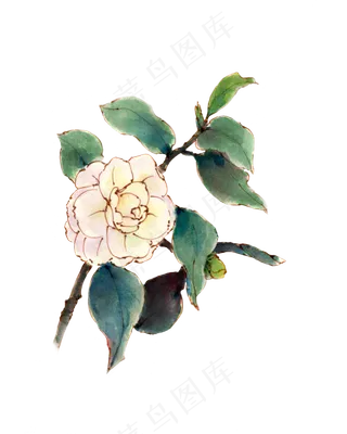 手绘白色山茶花