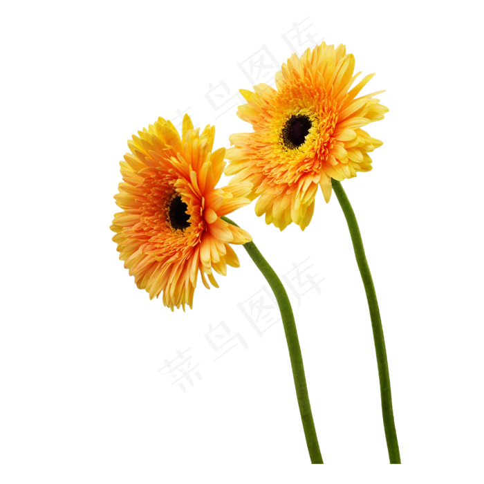 太阳花花卉鲜花(3543X4724(DPI:150))psd模版下载