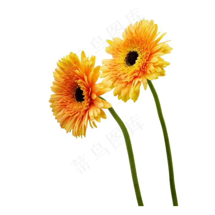 太阳花花卉鲜花(3543X4724(DPI:150))psd模版下载
