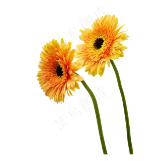 太阳花花卉鲜花 太阳花花卉鲜花