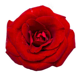 一朵盛开的玫瑰花