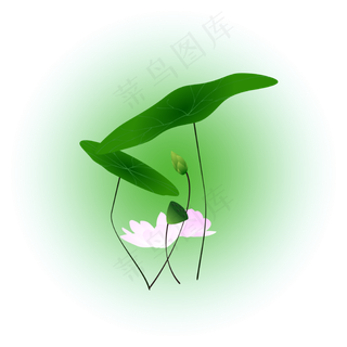 夏日荷花清新精美