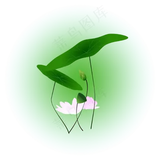 夏日荷花清新精美