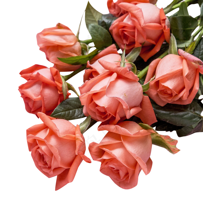 七夕节玫瑰芬芳