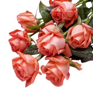 七夕节玫瑰芬芳