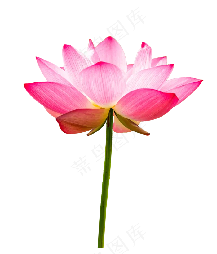 盛开绽放荷花(2000X2000(DPI:300))