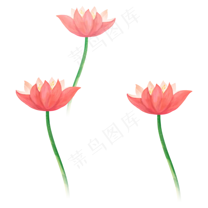夏至立夏荷花(2000X2000(DPI:300))psd模版下载