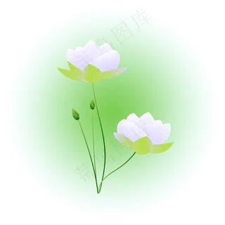 夏日荷花清新精美