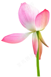 粉色莲花 粉色莲花