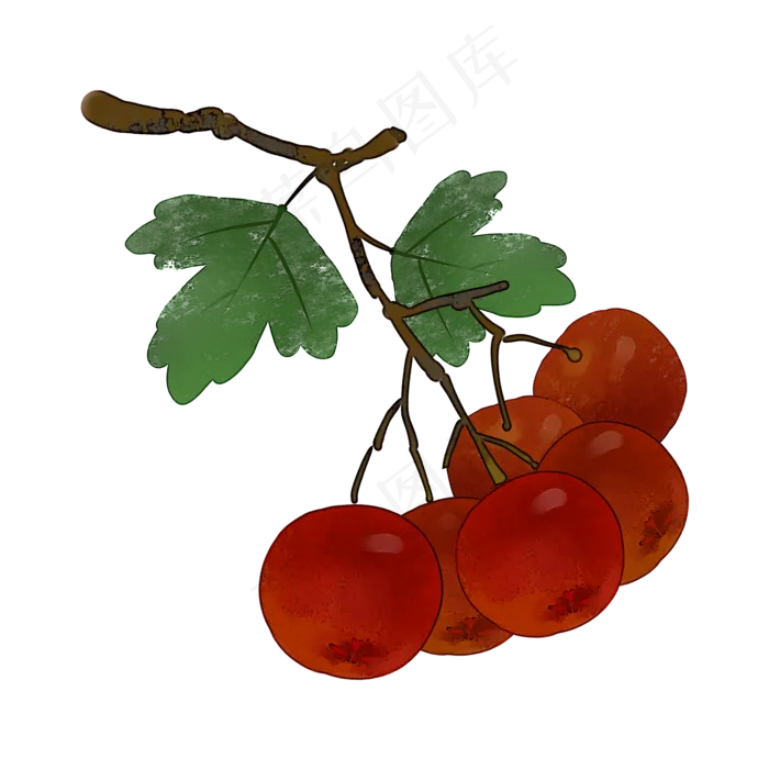 山楂满枝头水果食物PNG素材(2000X2000(DPI:300))psd模版下载