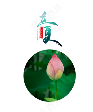 立夏节气荷花花骨朵