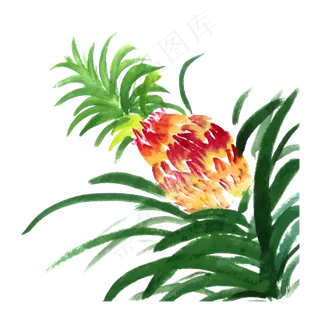 凤梨菠萝水果水墨国画鲜果热带P