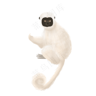 可爱宠物猴白猴子野生,免抠元素