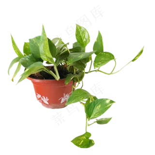 绿萝花盆栽花,免抠元素