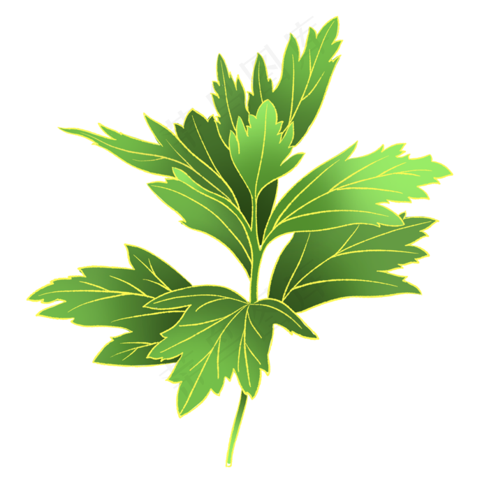 国潮风端午节植物艾草(2000X2000(DPI:300))psd模版下载