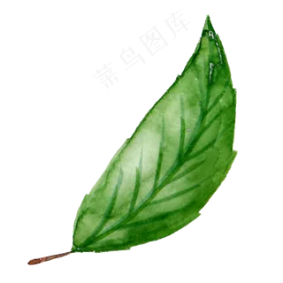 一片绿色的叶子植物 一片绿色的叶子植物