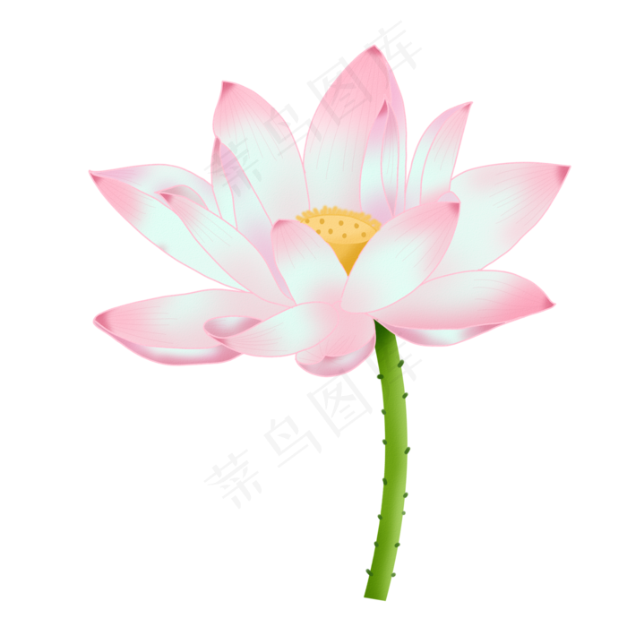 夏日荷花(2000X2000(DPI:299))psd模版下载