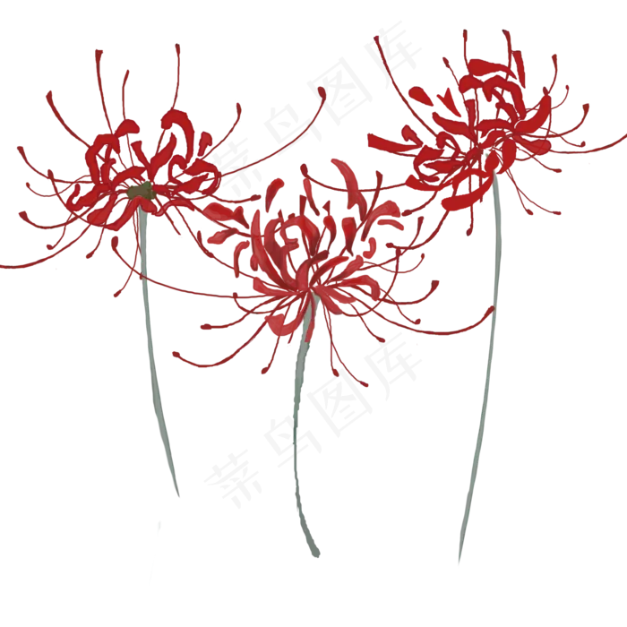 红色古风手绘彼岸花花草(2000X2000(DPI:72))psd模版下载