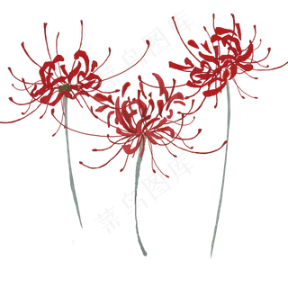 红色古风手绘彼岸花花草 红色古风手绘彼岸花花草
