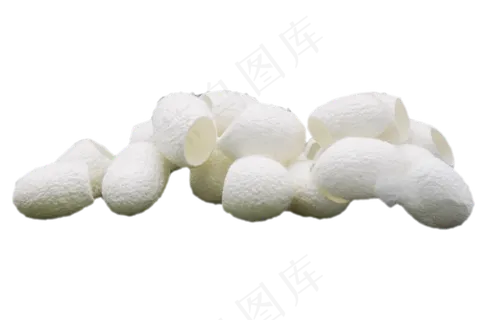 白色蚕蛹蚕茧,免抠元素 白色蚕蛹蚕茧,免抠元素