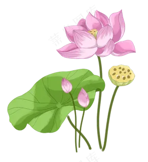 夏季荷花莲花荷叶莲藕