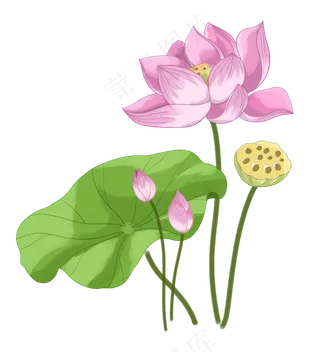 夏季荷花莲花荷叶莲藕