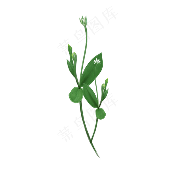 春天绿色白花纤细PNG白色春日绿植,免抠元素