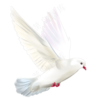 飞着的鸽子