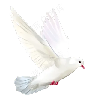飞着的鸽子 飞着的鸽子
