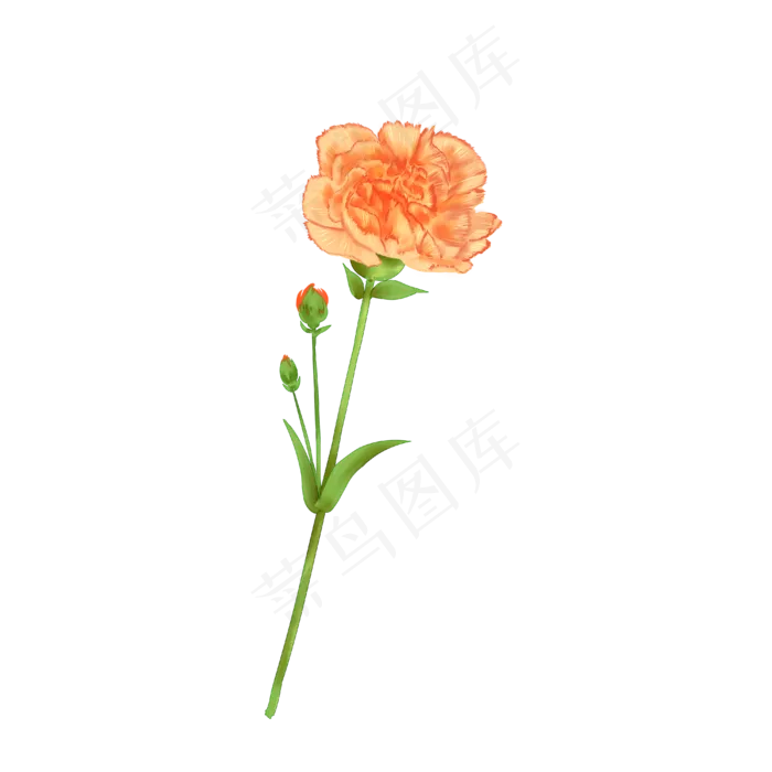 妇女节手绘黄色康乃馨免扣素材,免抠元素(4000X4000(DPI:300))psd模版下载