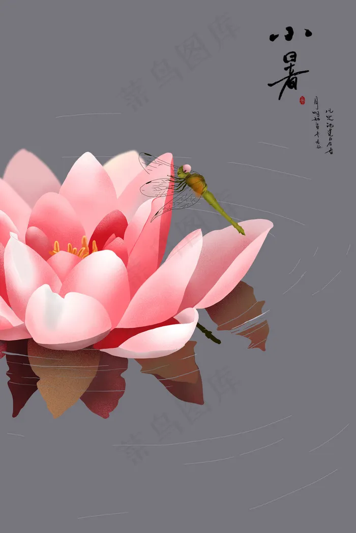 小暑时节的睡莲与蜻蜓(3545*5315px 300 dpi )psd模版下载