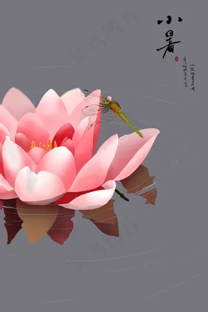 小暑时节的睡莲与蜻蜓