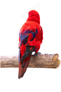 飞鸟鸟儿,免抠元素