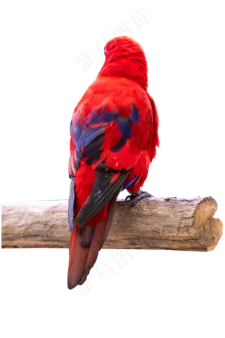 飞鸟鸟儿,免抠元素