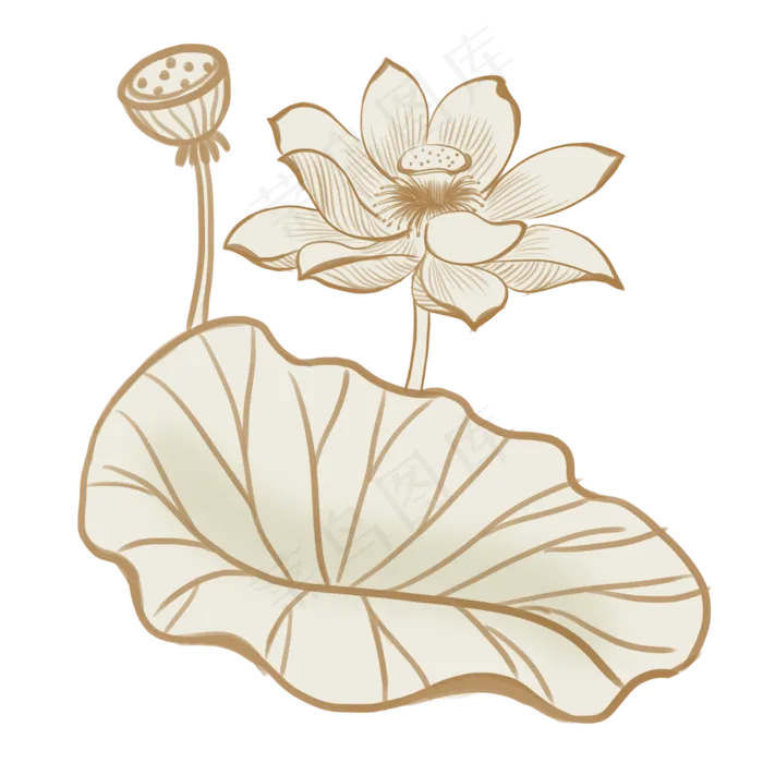 素描荷花荷叶插图(2250X2250(DPI:300))psd模版下载
